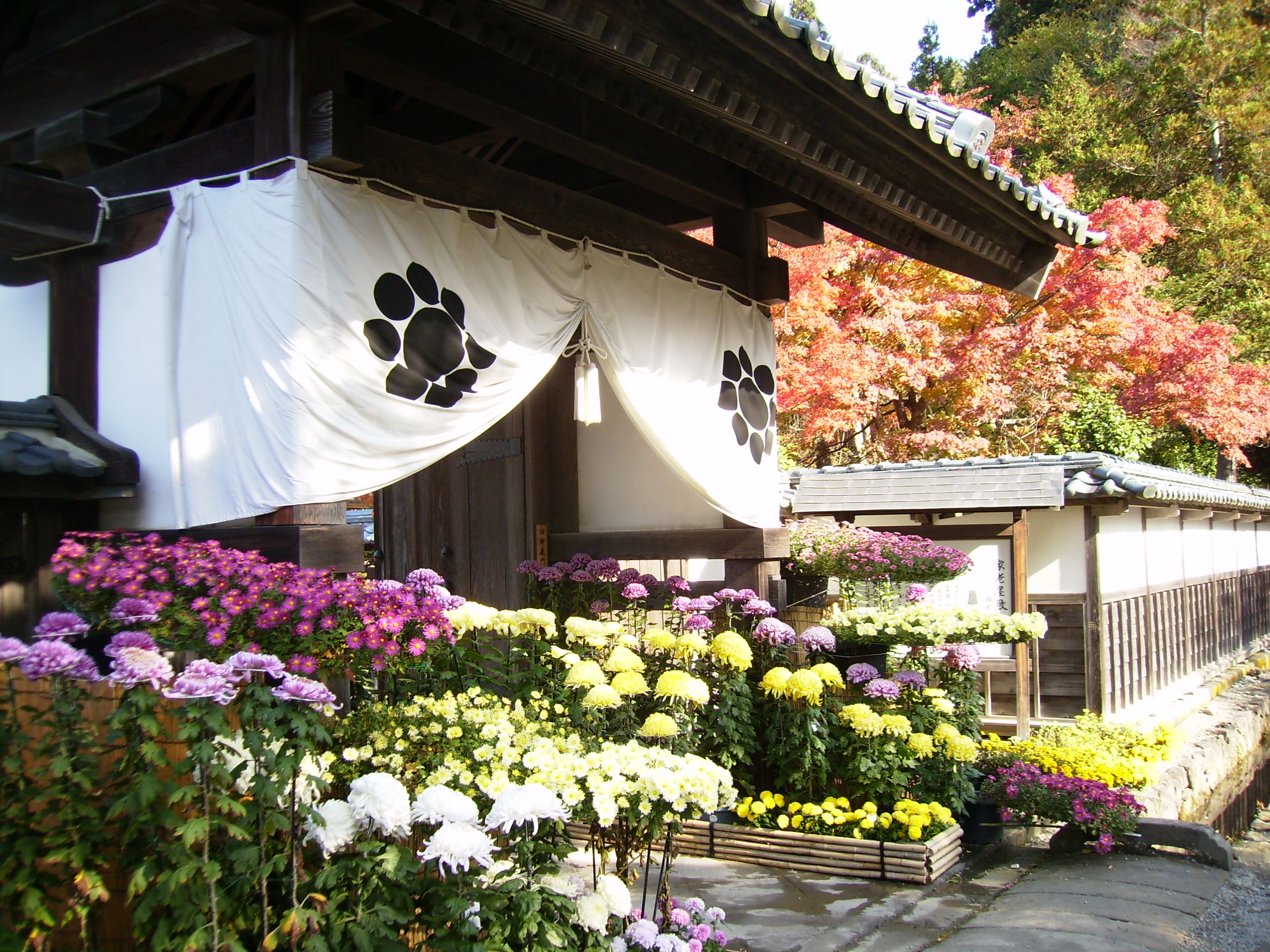 第27回会津武家屋敷「菊まつり」10/10(火）開幕！！ - 会津武家屋敷